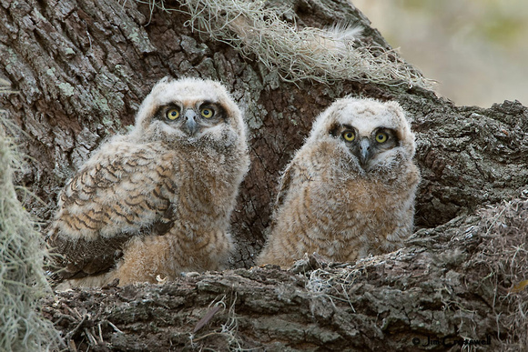 Great-horned Owlets