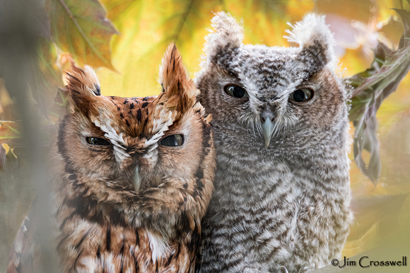 Eastern Screech Owl and Owlet