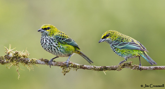 Speckled Tanagers