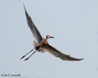 Reddish Egret