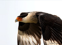 Crested Caracara