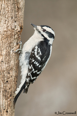Downy  Woodpecker