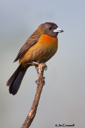 Cherrie's Tanager
