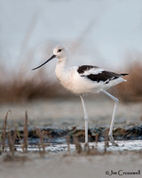 American Avocet