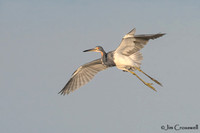 Tri-colored Heron