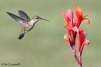 Ruby-throated Hummingbird