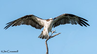 Osprey