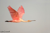 Roseate Spoonbill