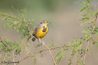 Eastern Meadowlark